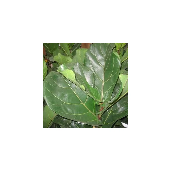 Ficus Lyrata. Le pot de Ø 30 x H 170 cm, forme ramifiée