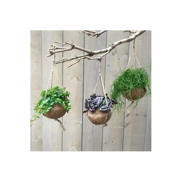 Kokodama en fibre de coco. La suspension de Ø 15 X H 25 cm