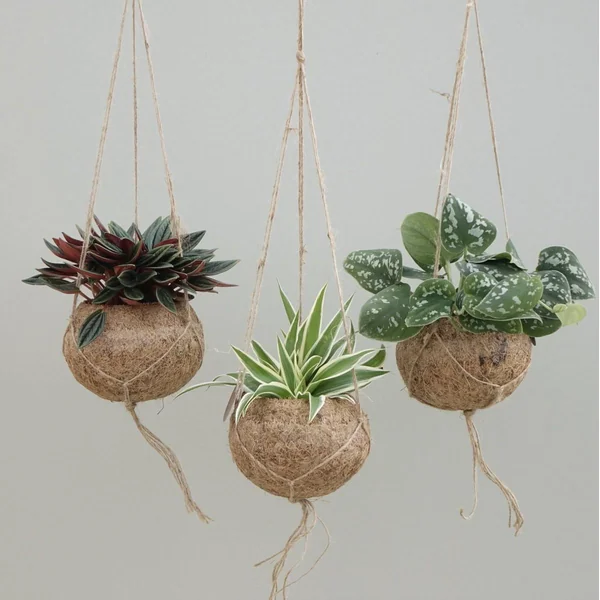 Kokodama Groen mix. La suspension de Ø 12 x H 20 cm