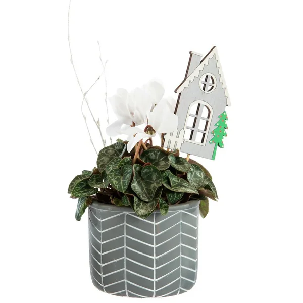 Mini cyclamen en pot décoratif argenté à motifs blancs - Ø 11 cm
