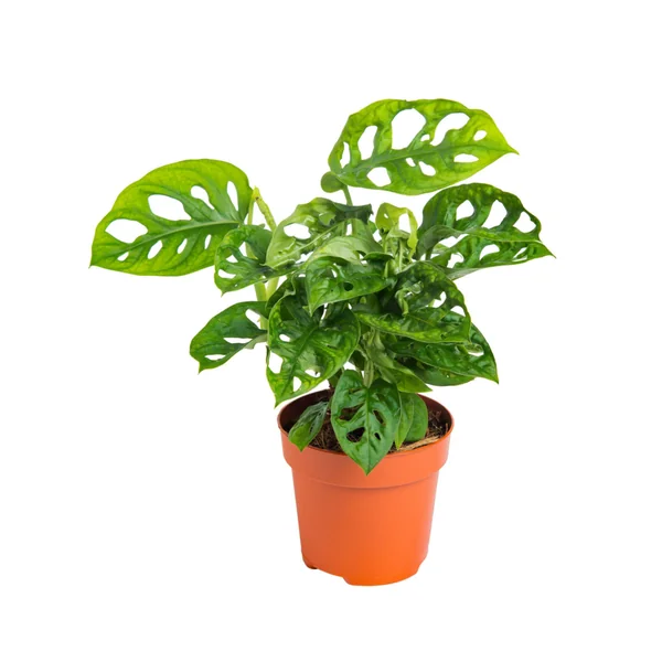 Monstera Adansonii vert. Le pot Ø 12 cm
