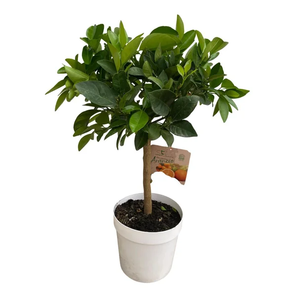 Oranger coloris orange - 5 L