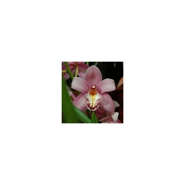 Orchidée Cymbidium 2 branches rose. Le pot de Ø 12 x H 65 cm