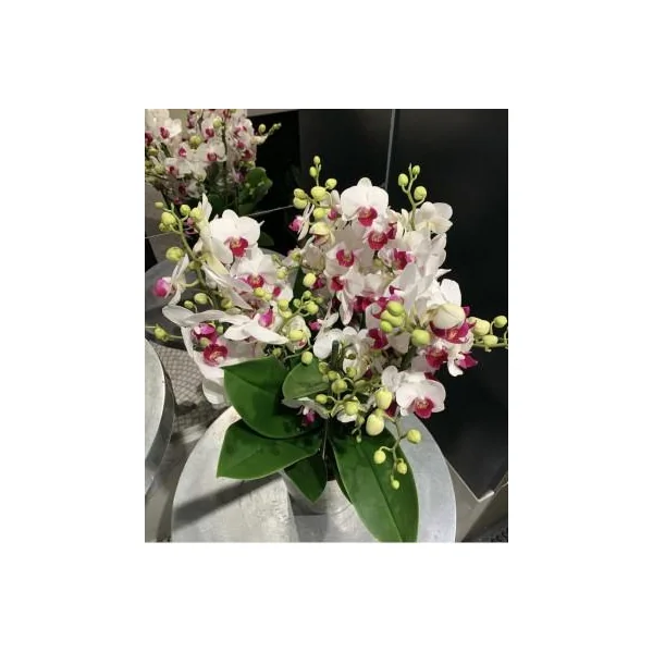 Orchidée Phalaénopsis Duetto Safe Haven 6 branches. Le pot de Ø 17 x H 50 cm