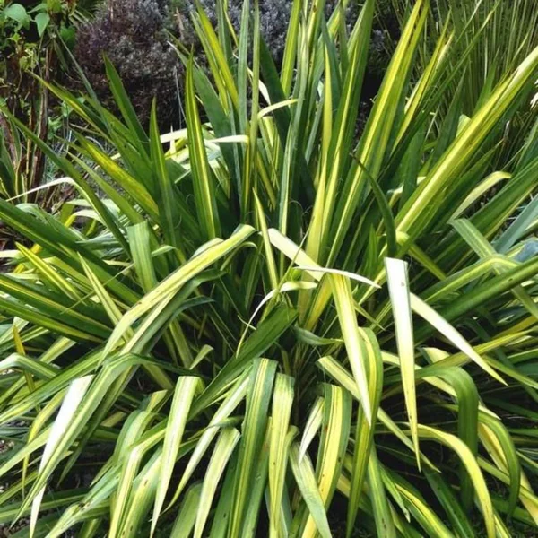 Phormium Tenax (Lin de nouvelle Zélande) en pot de 5 L vert