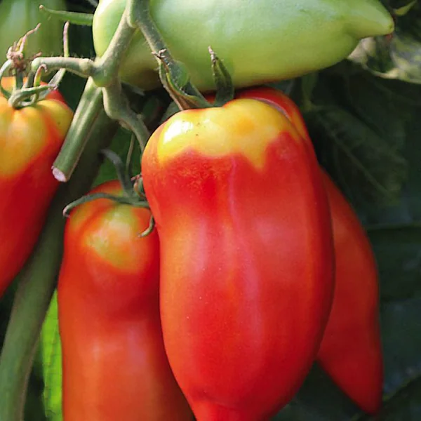 Plant Greffé De Tomate Andine Cornue Bio. Le pot de 9x9 cm