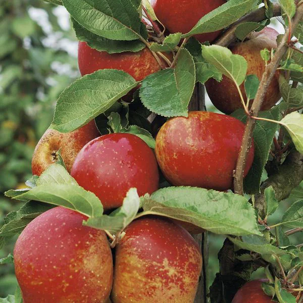 Pommier Belle De Boskoop Bio. Le pot de 12 litres, forme gobelet