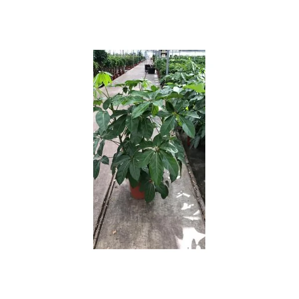 Schefflera Amate 3 touffes. Le pot de Ø 30 x H 130 cm